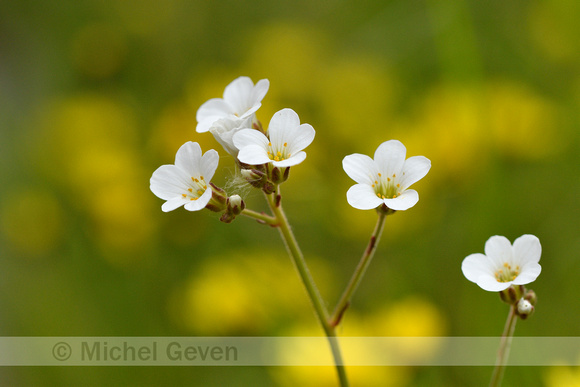 Knolsteenbreek; Meadow Saxifrage; Saxifraga granulata