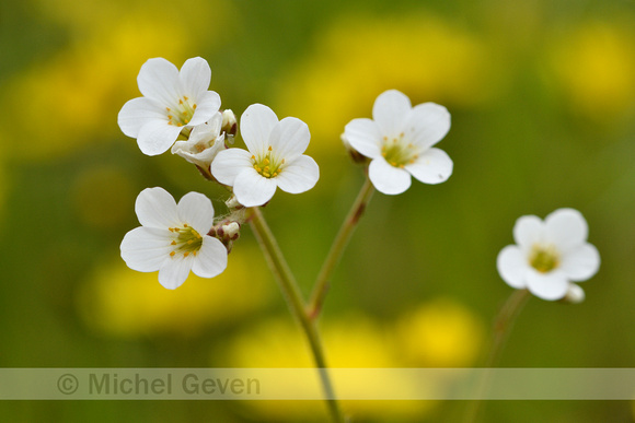 Knolsteenbreek; Meadow Saxifrage; Saxifraga granulata