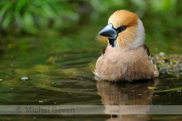 Appelvink;  Hawfinch; Coccothraustes coccothraustes