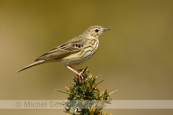 Boompieper; Tree pipit; Anthus trivalis