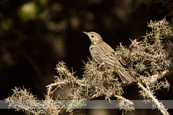 Boompieper; Tree pipit; Anthus trivalis