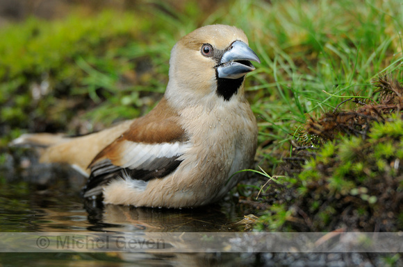 Appelvink;  Hawfinch; Coccothraustes coccothraustes