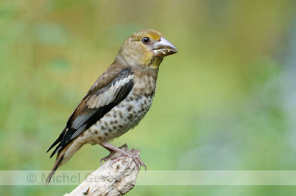 Appelvink; Hawfinch; Coccothraustes coccothraustes;