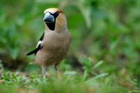 Appelvink;  Hawfinch; Coccothraustes coccothraustes