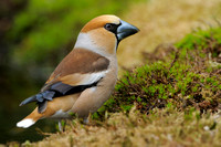 Appelvink - Hawfinch - Coccothraustes coccothraustes