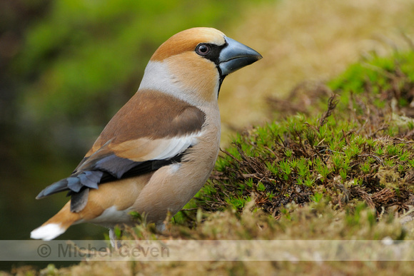 Appelvink;  Hawfinch; Coccothraustes coccothraustes