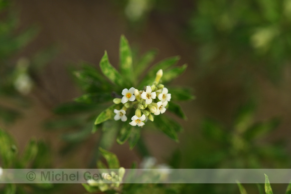 flax-leaved daphne; Daphne gnidium