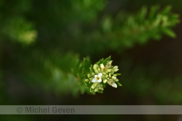 flax-leaved daphne; Daphne gnidium