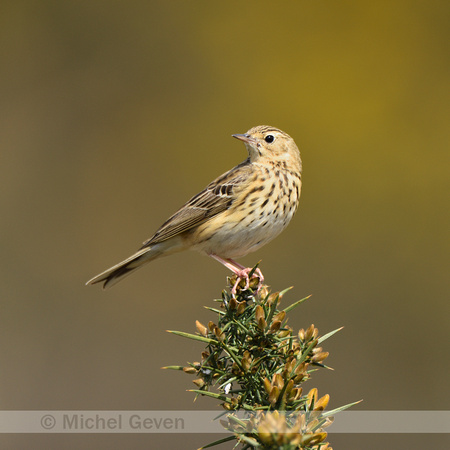 Boompieper; Tree pipit; Anthus trivalis