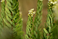 flax-leaved daphne; Daphne gnidium