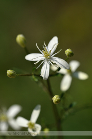 Fragant virgin's bower; Clematis flammula