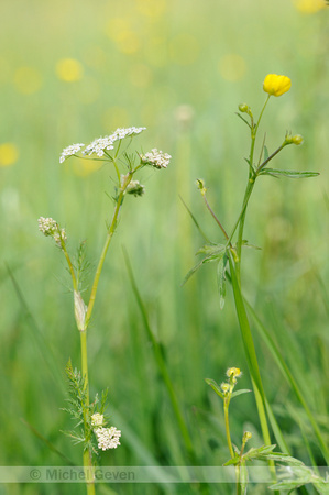 Bloeiende Echte karwij in kruidenrijk weiland; Flowering Caraway in herbal meadow