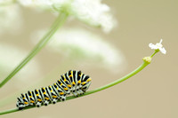 Rups Koninginnepage; Caterpillar of Old World Swallowtail; Papil