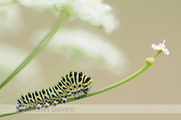 Rups Koninginnepage; Caterpillar of Old World Swallowtail; Papil