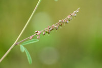 Goudgele honingklaver; Tall melilot; Melilotus altissimu