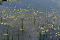Klein fonteinkruid; Small Pondweed; Potamogeton berchtoldii