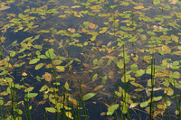 Klein fonteinkruid; Small Pondweed; Potamogeton berchtoldii