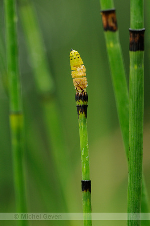 Schaafstro; Dutch rush; Winter-Schachtelhalm; Equisetum hyemale;