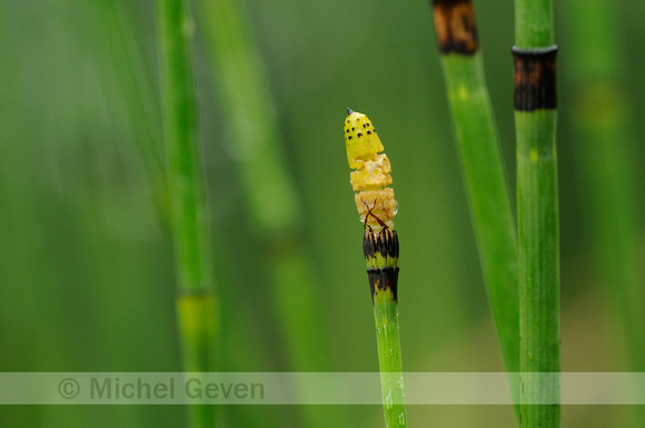 Schaafstro; Dutch rush; Winter-Schachtelhalm; Equisetum hyemale;