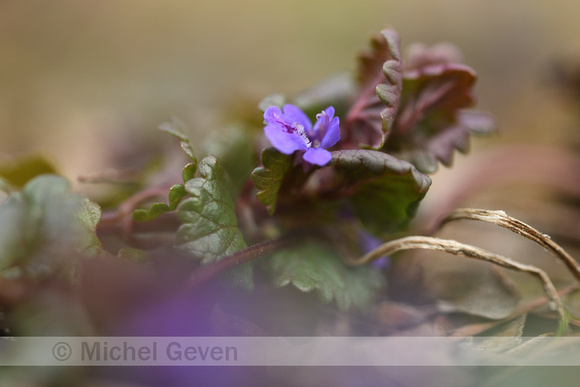 Hondsdraf; Ground-Ivy; Glechoma hederaceae