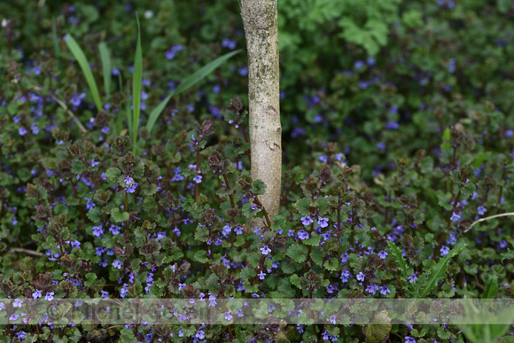 Hondsdraf; Ground-Ivy; Glechoma hederaceae