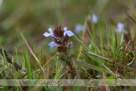 Hondsdraf; Ground-Ivy; Glechoma hederaceae