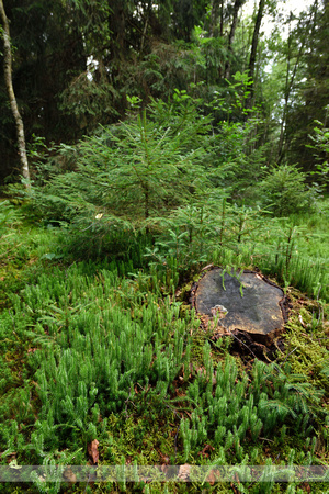 Stekende Wolfsklauw; Interrupted Clubmoss; Lycopodium annotinum