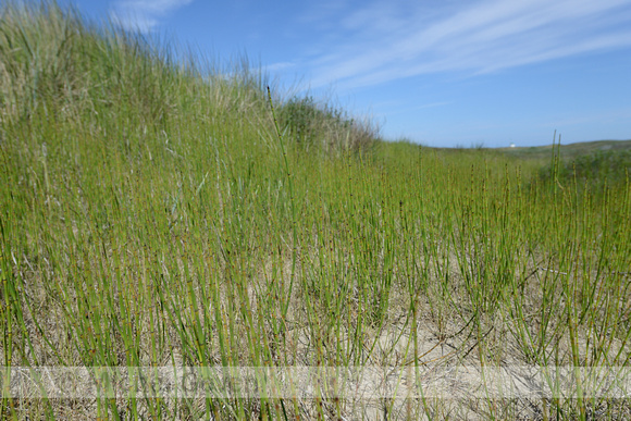 Schaafstro; Scouring Rush; Equisetum hyemale;