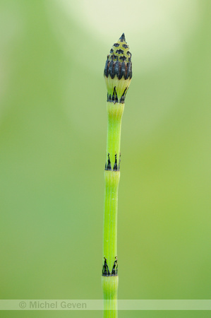 Schaafstro; Dutch Rush; Equisetum hyemale