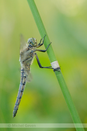 Gewone oeverlibel; Orthetrum cancellatum; Black-tailed Skimmer