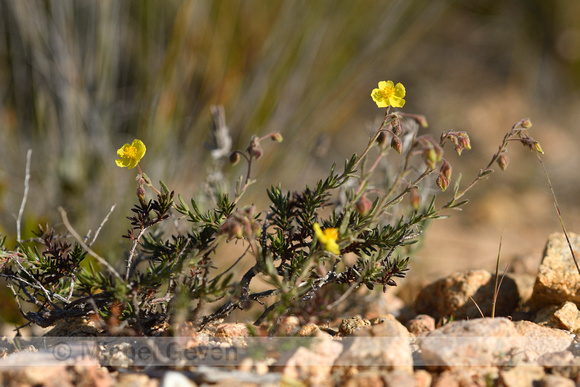 Fumana juniperina