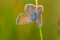 Icarusblauwtje - Common Blue - Polyommatus icarus