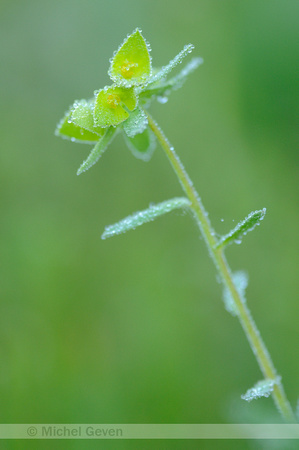 Euphorbia taurinensis; Euphorbe de Turin; Euforbia torinese