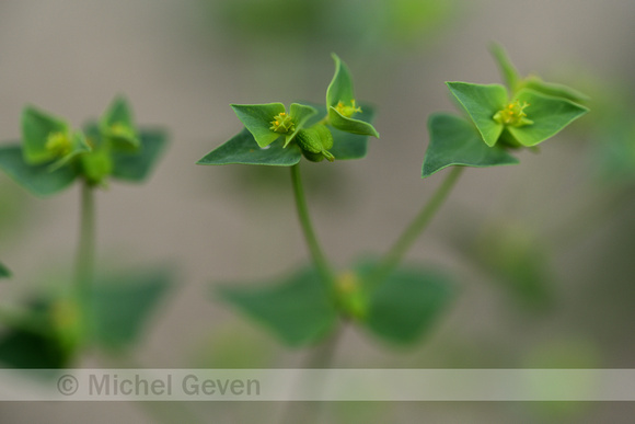 Euphorbia taurinensis