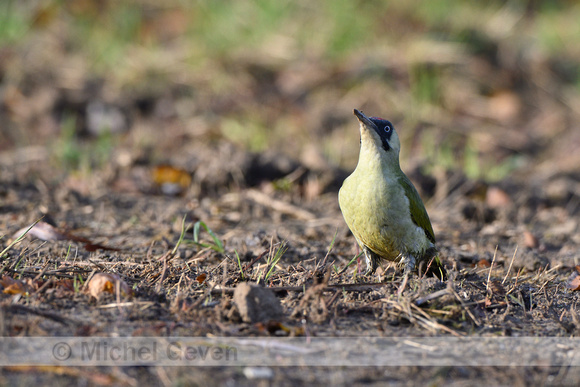 Groene Specht; Green Woodpecker; Picus viridis