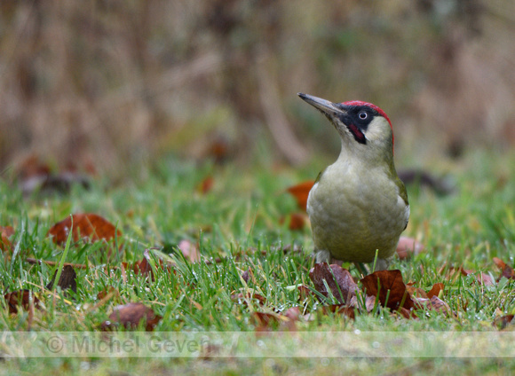 Groene specht; Green woodpecker; Picus viridis