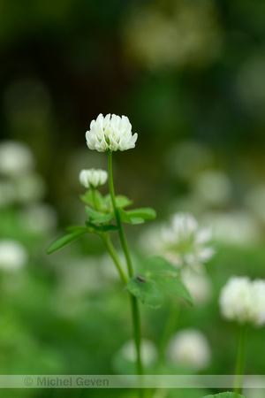 Small white clover; Trifolium nigrescens;