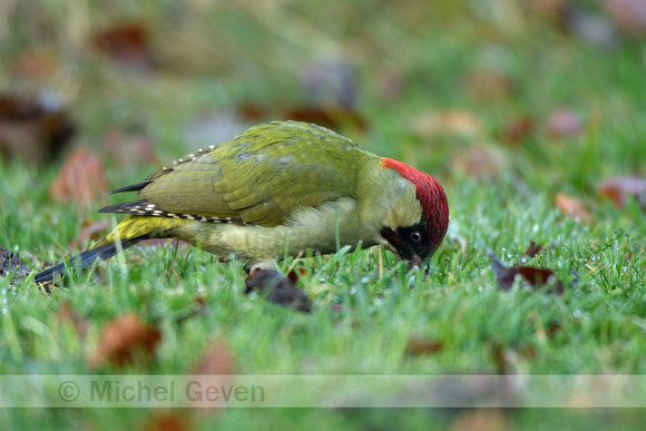 Groene specht; Green woodpecker; Picus viridis