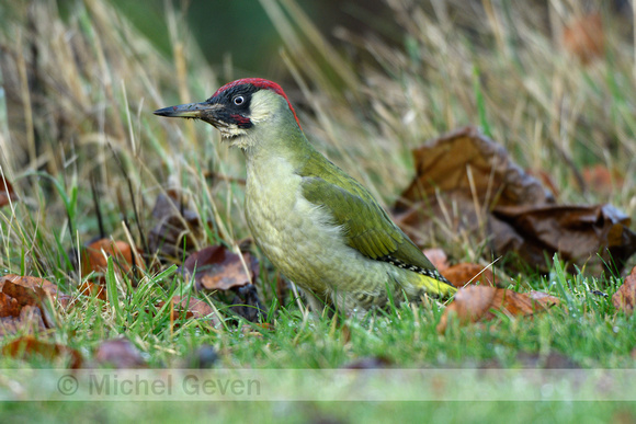 Groene specht; Green woodpecker; Picus viridis