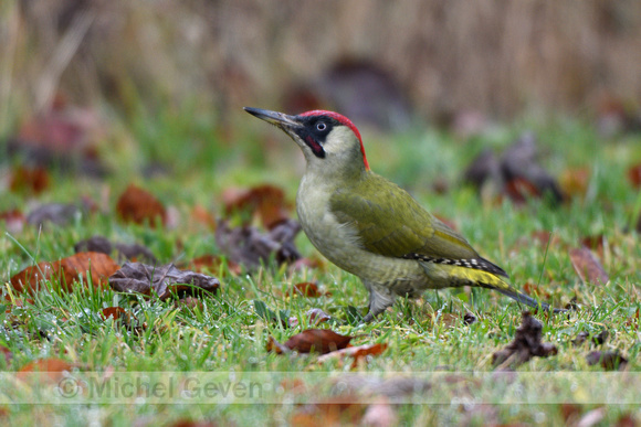 Groene specht; Green woodpecker; Picus viridis