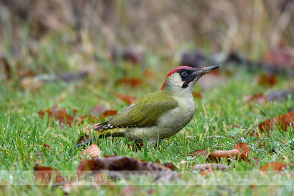 Groene specht; Green woodpecker; Picus viridis