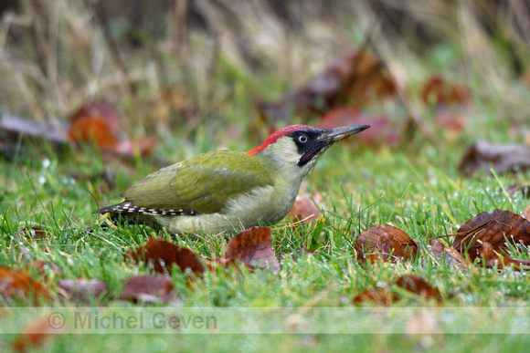 Groene specht; Green woodpecker; Picus viridis