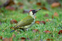 Groene Specht - Green Woodpecker - Picus viridis