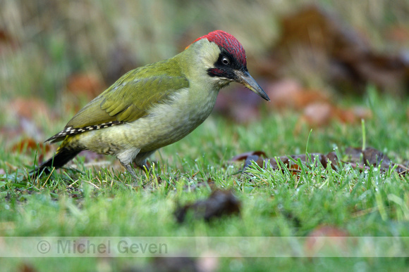 Groene specht; Green woodpecker; Picus viridis