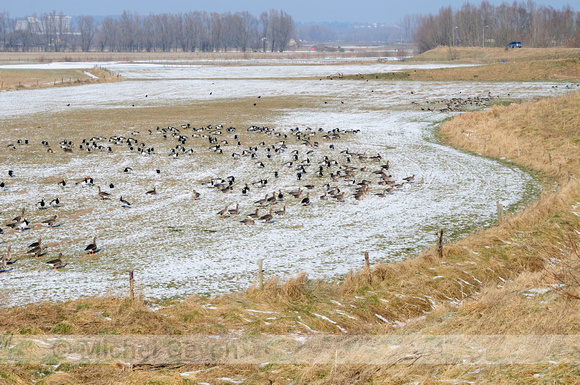 Brandgans; Barnacle Goose; Branta leucopsis