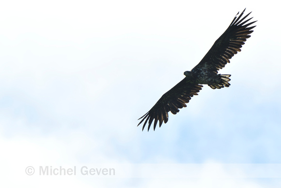 Zeearend; White-tailed Eagle; Haliaeetus albicilla