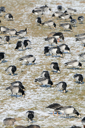 Brandgans; Barnacle Goose; Branta leucopsis