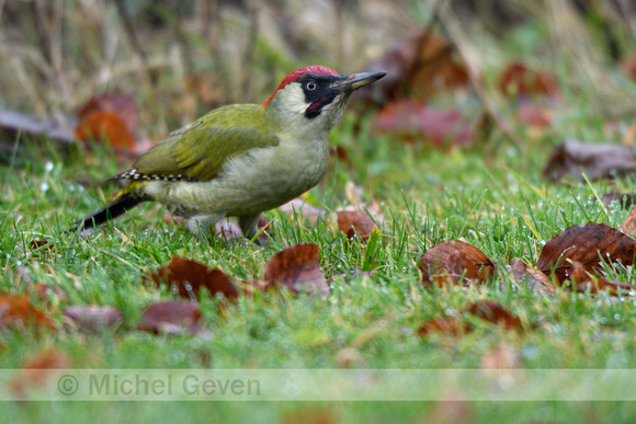 Groene specht; Green woodpecker; Picus viridis