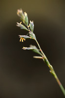 Zinkschapengras - Festuca ovina subsp. guestifalica