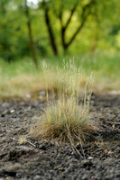 Zinkschapengras;Festuca ovina subsp. guestifalica